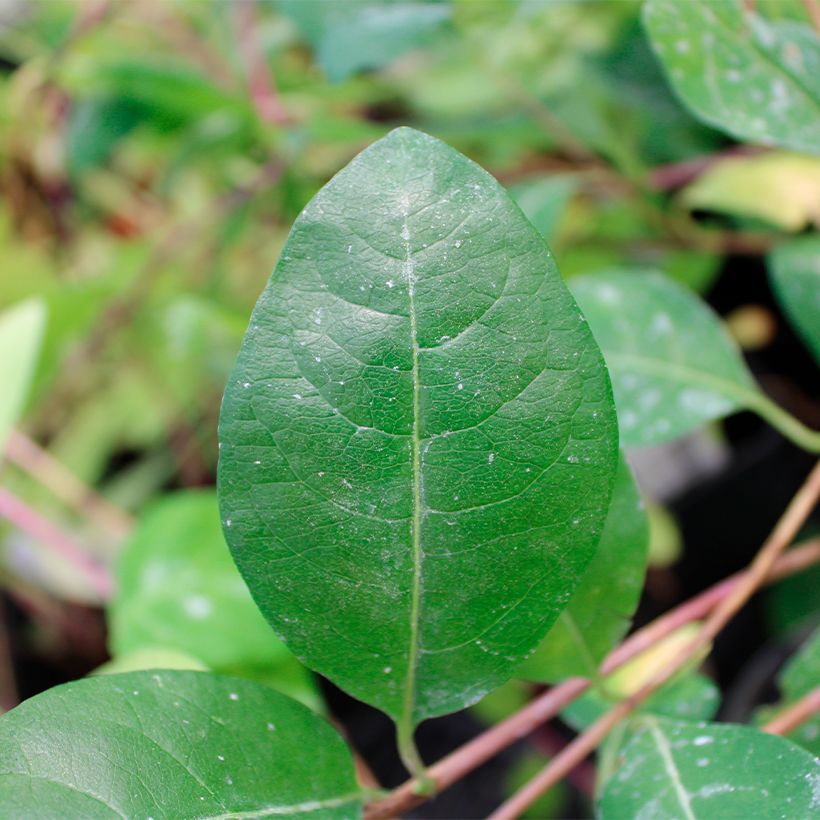 Madreselva de los bosques - Lonicera periclymenum Serotina (Follaje)