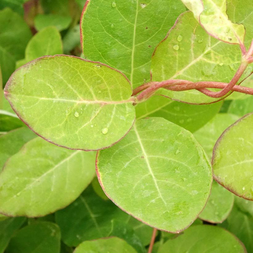 Lonicera brownii Dropmore Scarlet - Madreselva (Follaje)