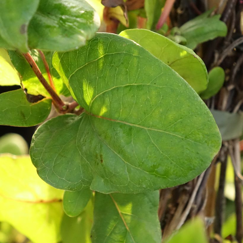 Madreselva de jardín - Lonicera japonica Aureoreticulata (Follaje)