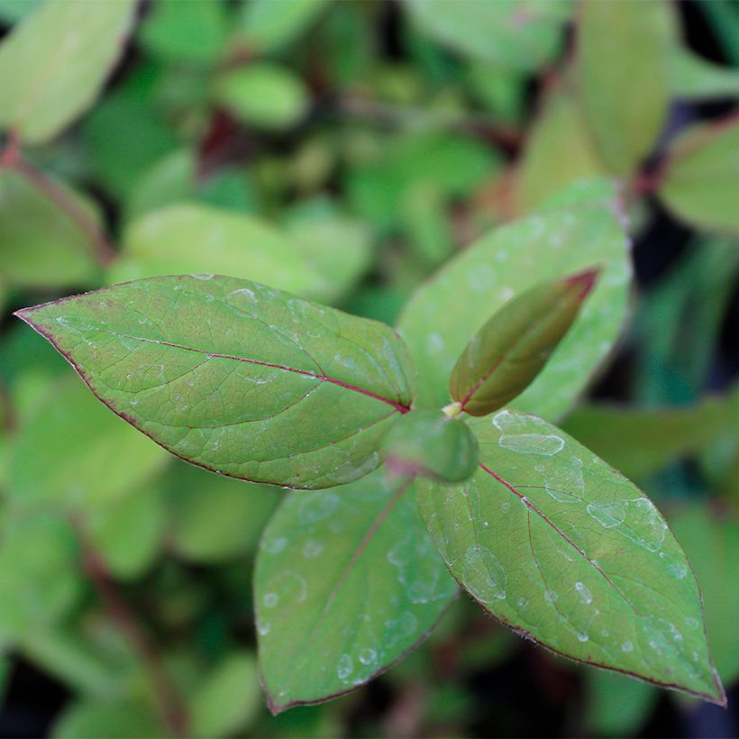 Madreselva de jardín - Lonicera japonica Sinensis (Follaje)