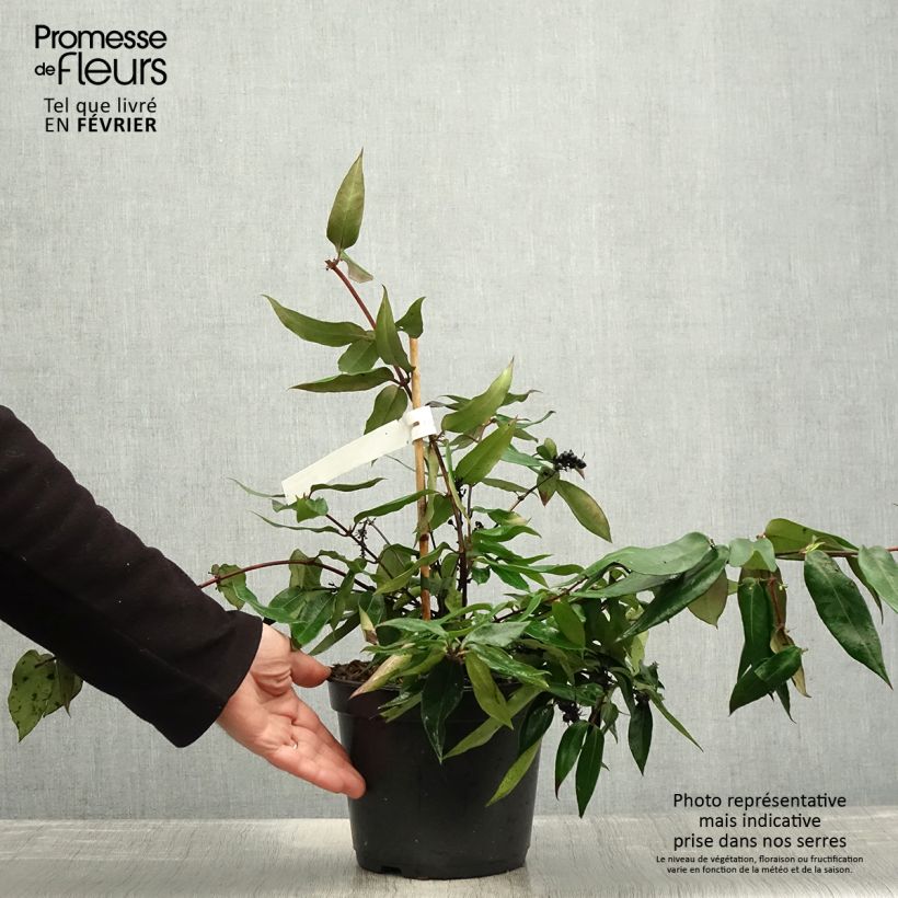 Chèvrefeuille hybride - Lonicera Marinella Pot de 4L/5L Ejemplar entregado en invierno