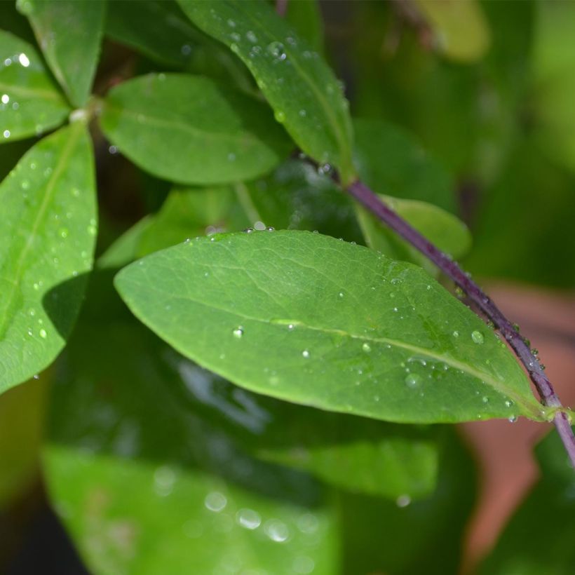 Madreselva de los bosques - Lonicera periclymenum Caprilia Impérial (Follaje)