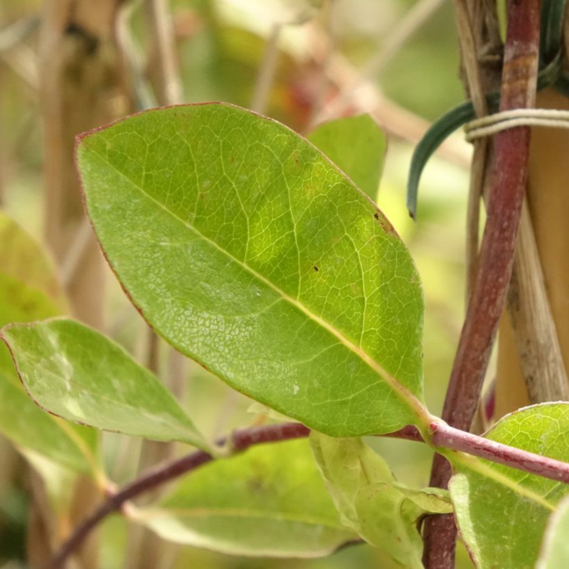 Lonicera heckrottii - Madreselva (Follaje)