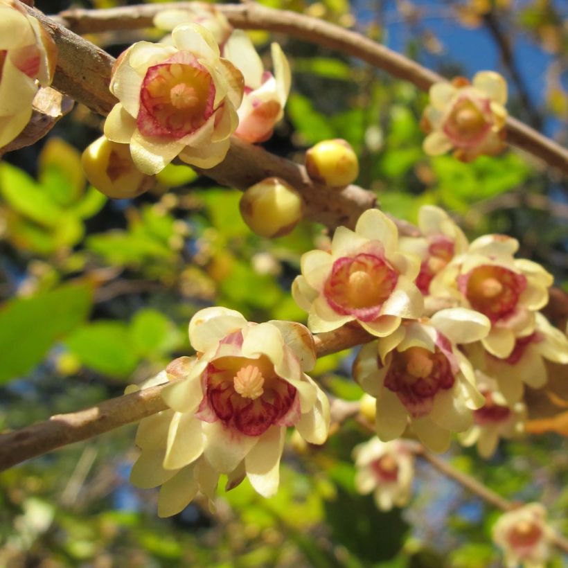 Chimonanthus praecox - Macasar (Floración)