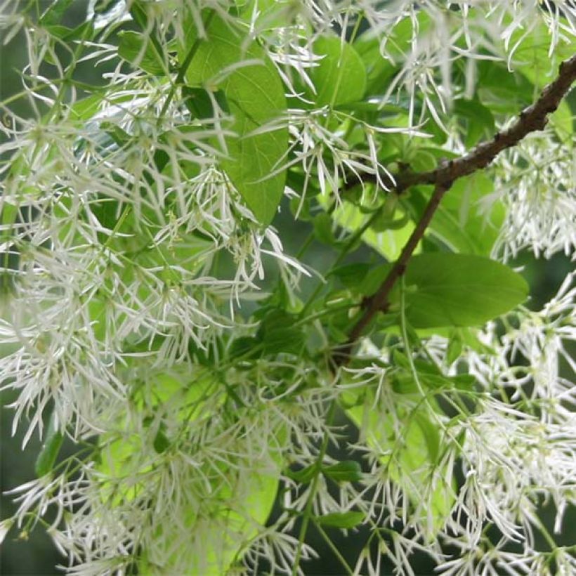 Chionanthus virginicus - Laurel de nieve (Floración)