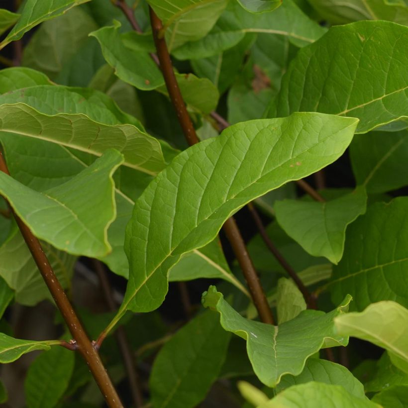 Chionanthus virginicus - Laurel de nieve (Follaje)