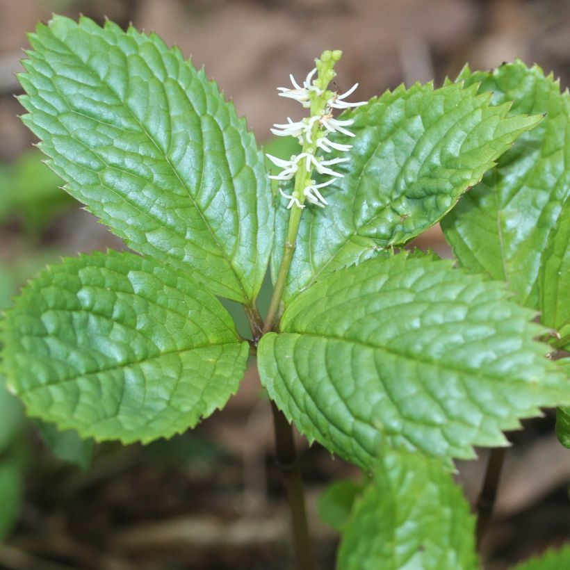 Chloranthus japonicus (Floración)