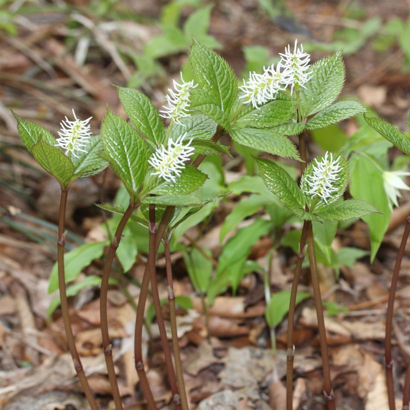 Chloranthus japonicus (Porte)