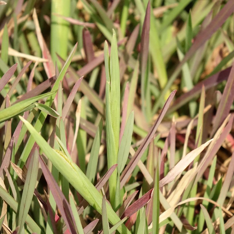 Chloris distichophylla - Hierba Rhodes (Follaje)