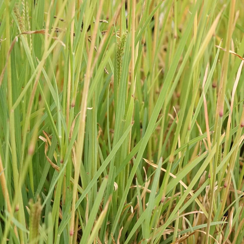 Chloris virgata - Hierba Rhodes (Follaje)