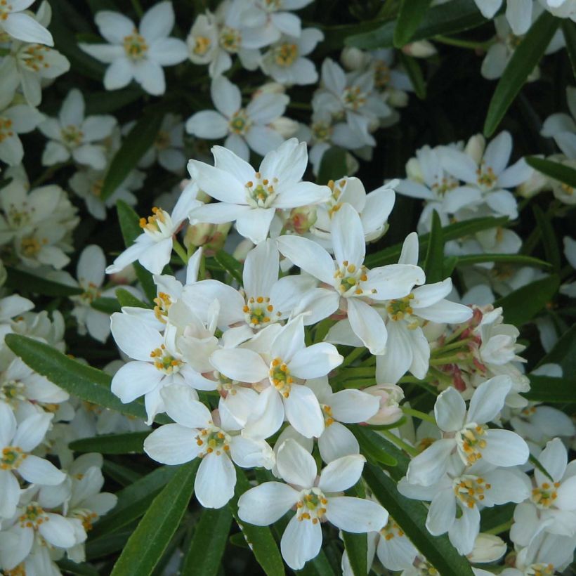 Naranjo de Méjico - Choisya Aztec Pearl (Floración)