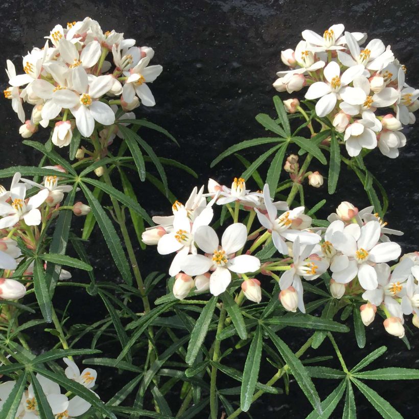 Naranjo de Méjico - Choisya Scented Gem (Floración)