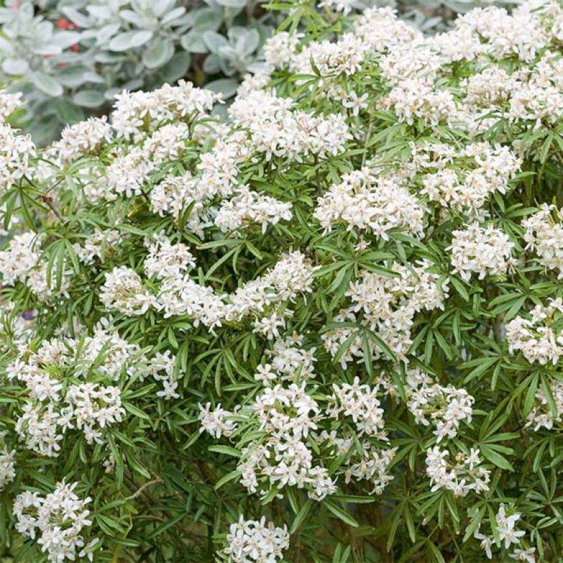 Naranjo de Méjico - Choisya White Dazzler (Floración)