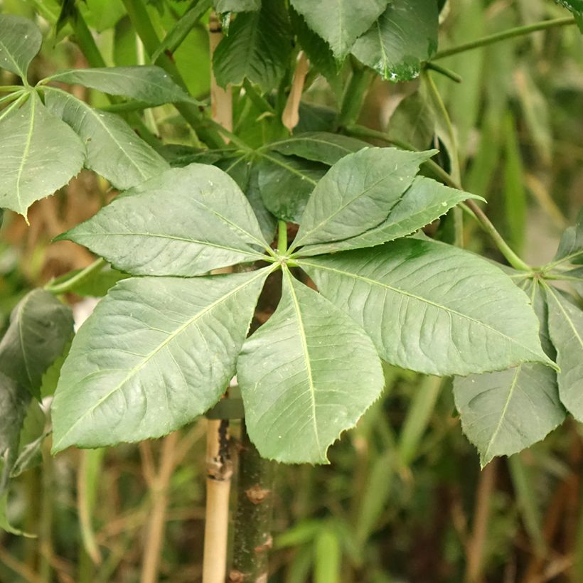 Ceiba speciosa - Palo borracho (Follaje)