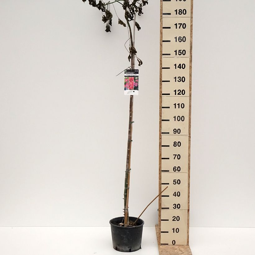 Ceiba speciosa - Palo borracho Maceta 7,5L/10LAltura de entrega aprox. 130/150cm Ejemplar entregado en invierno