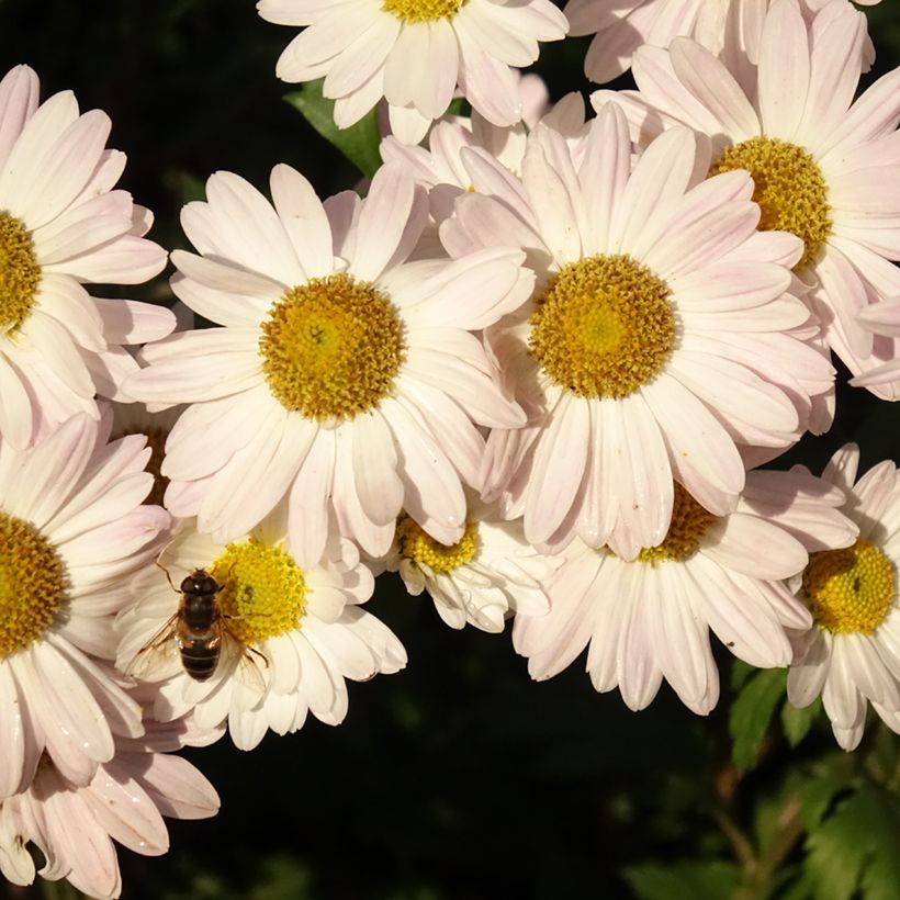 Chrysanthemum koreanum Hebe - Crisantemo (Floración)