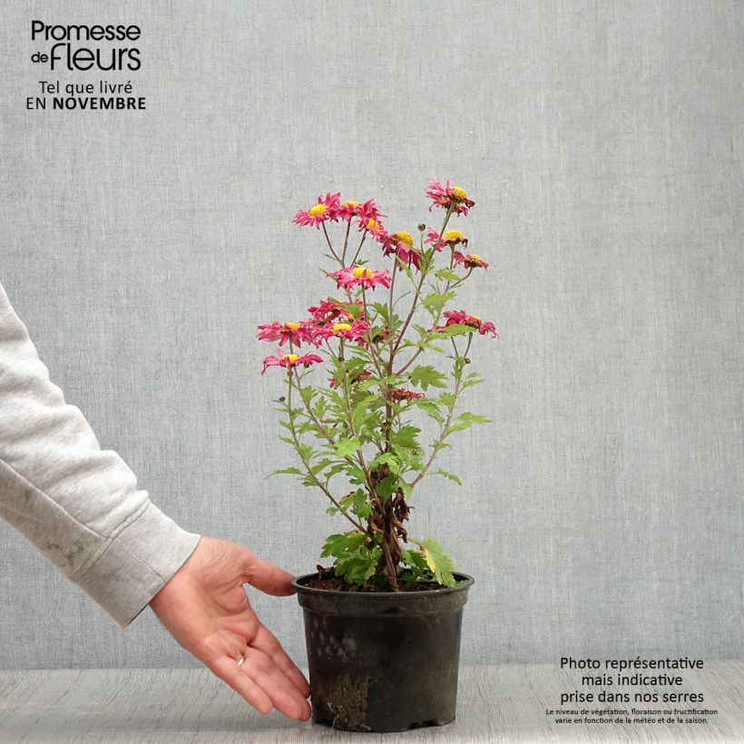 Ejemplar de Chrysanthème des jardins Oury - Chrysanthemum indicum - Pot de 2L/3L entregado en otoño