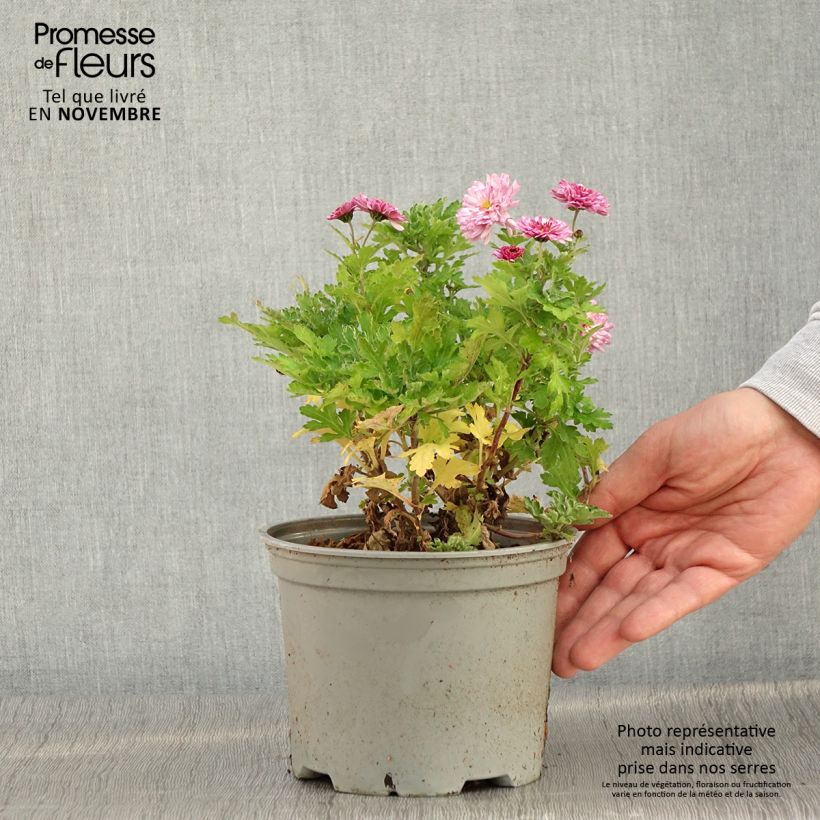 Ejemplar de Chrysanthème des jardins Rehauge - Chrysanthemum indicum - Pot de 2L/3L entregado en otoño