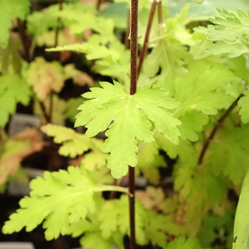 Chrysanthemum indicum Brennpunkt - Crisantemo (Follaje)