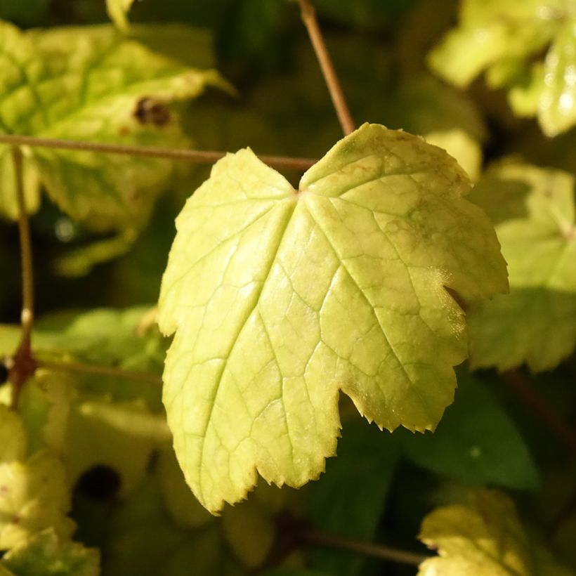 Actaea biternata (Follaje)