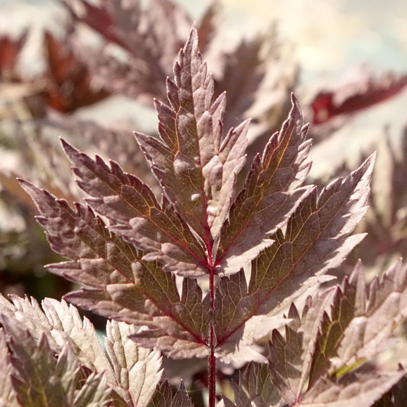 Actaea simplex Pink Spike (Follaje)