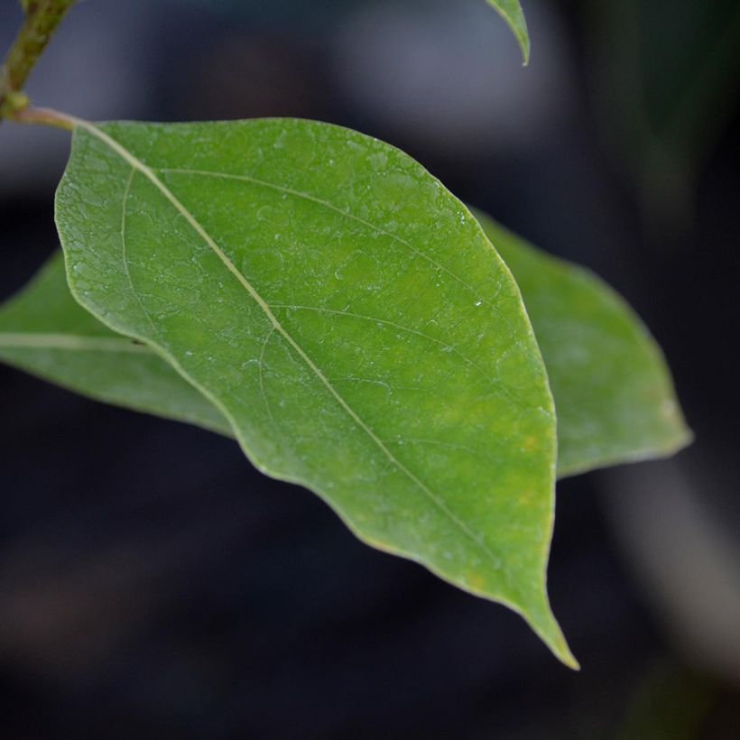 Cinnamomum camphora - Alcanforero (Follaje)