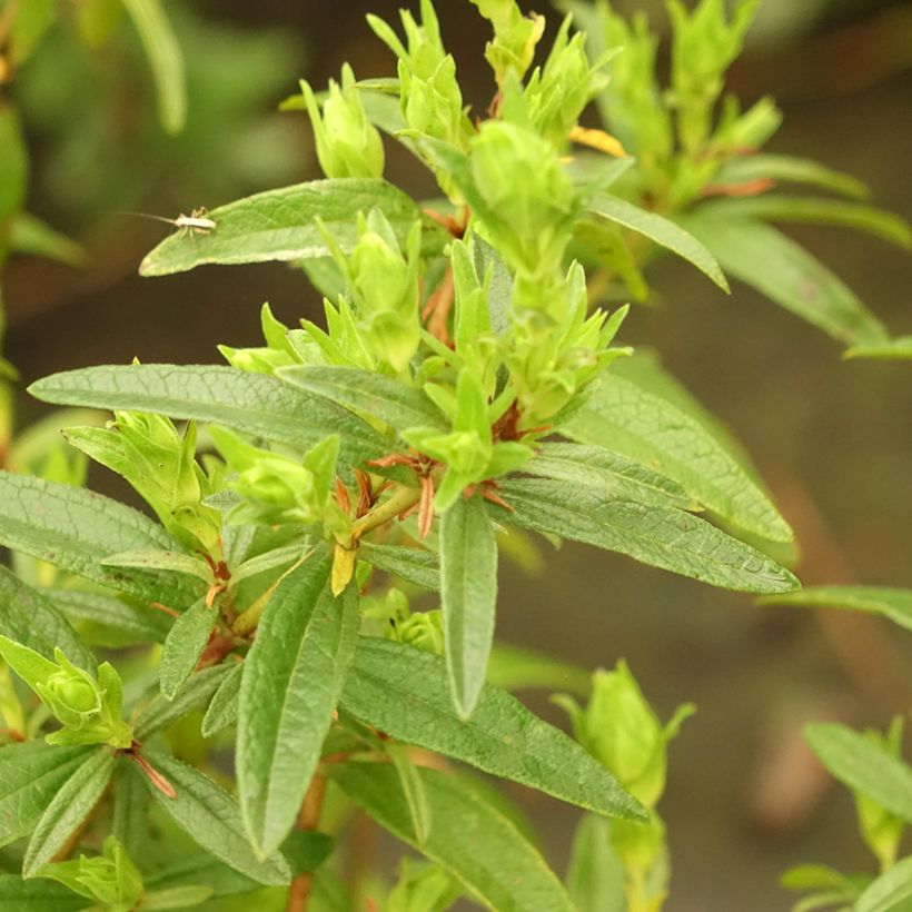 Jara - Cistus lusitanicus Decumbens (Follaje)