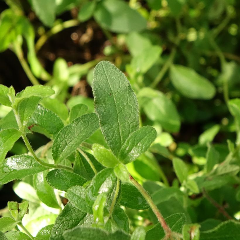 Jara - Cistus obtusifolius (Follaje)