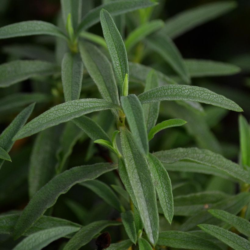 Jara purpúrea - Cistus purpureus (Follaje)