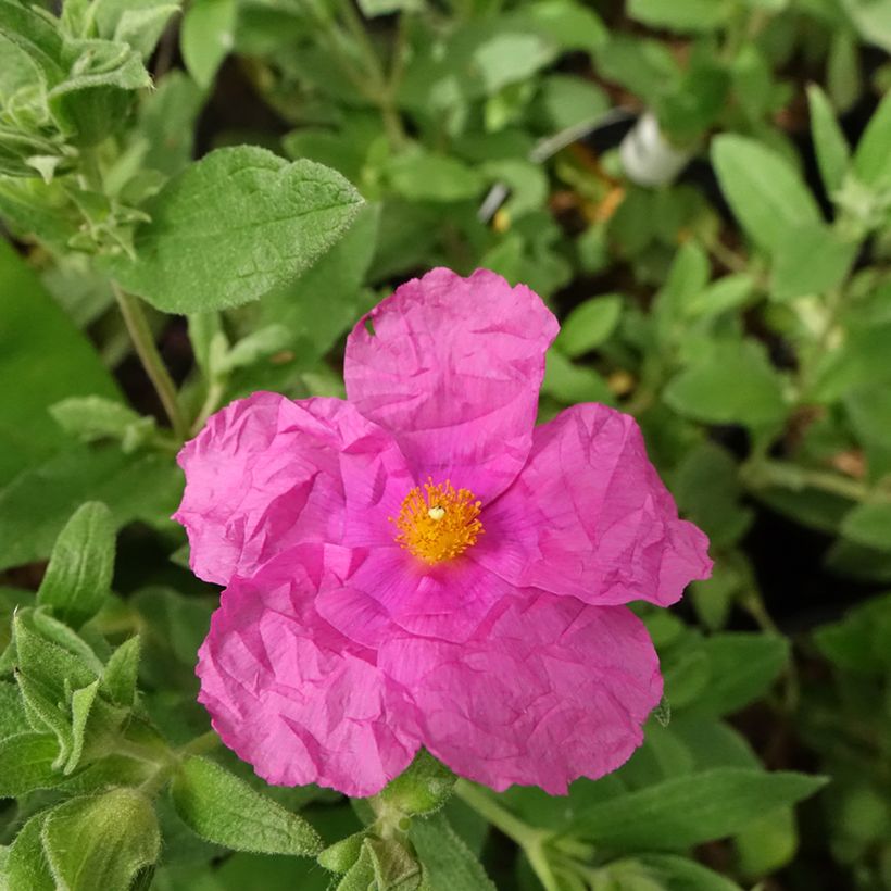 Jara - Cistus pulverulentus Sunset (Floración)