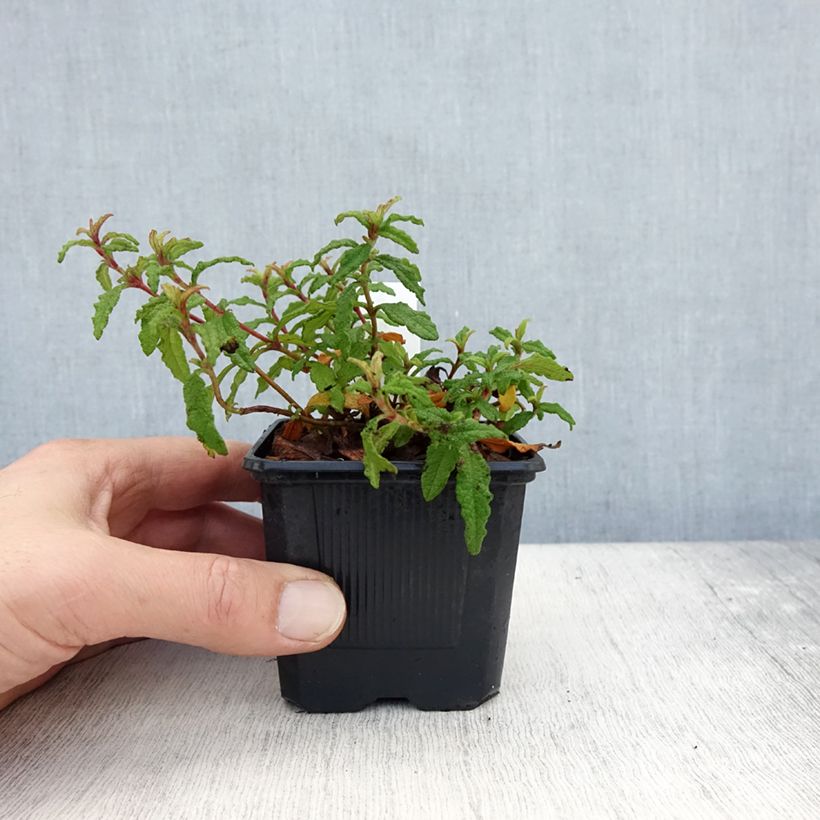 Ejemplar de Cistus x florentinus Repens - Ciste - Godet de 8/9 cm entregado en otoño