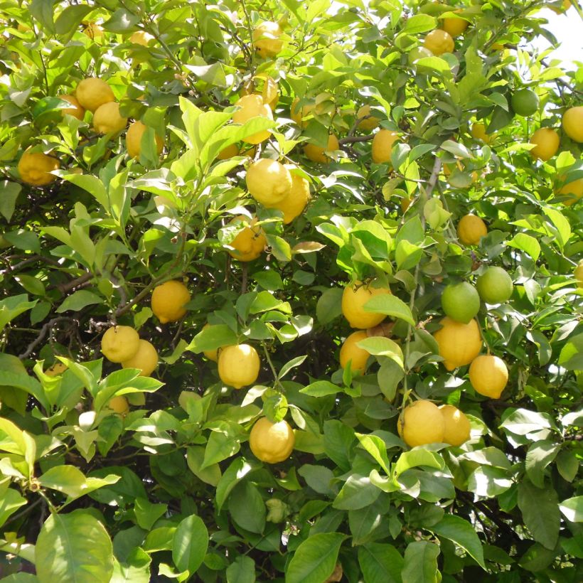 Limonero de las 4 estaciones - Citrus limon (Cosecha)