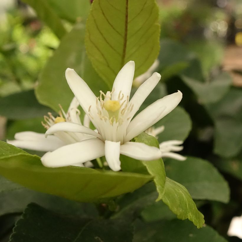 Limonero Cerza - Citrus limon (Floración)