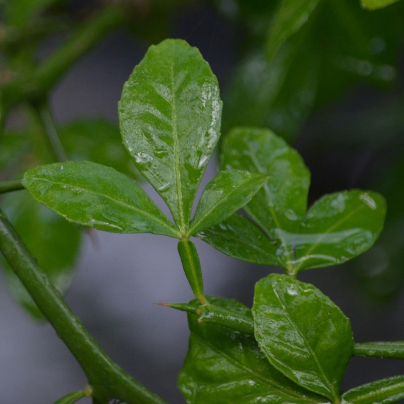 Naranjo trifoliado - Poncirus trifoliata (Follaje)