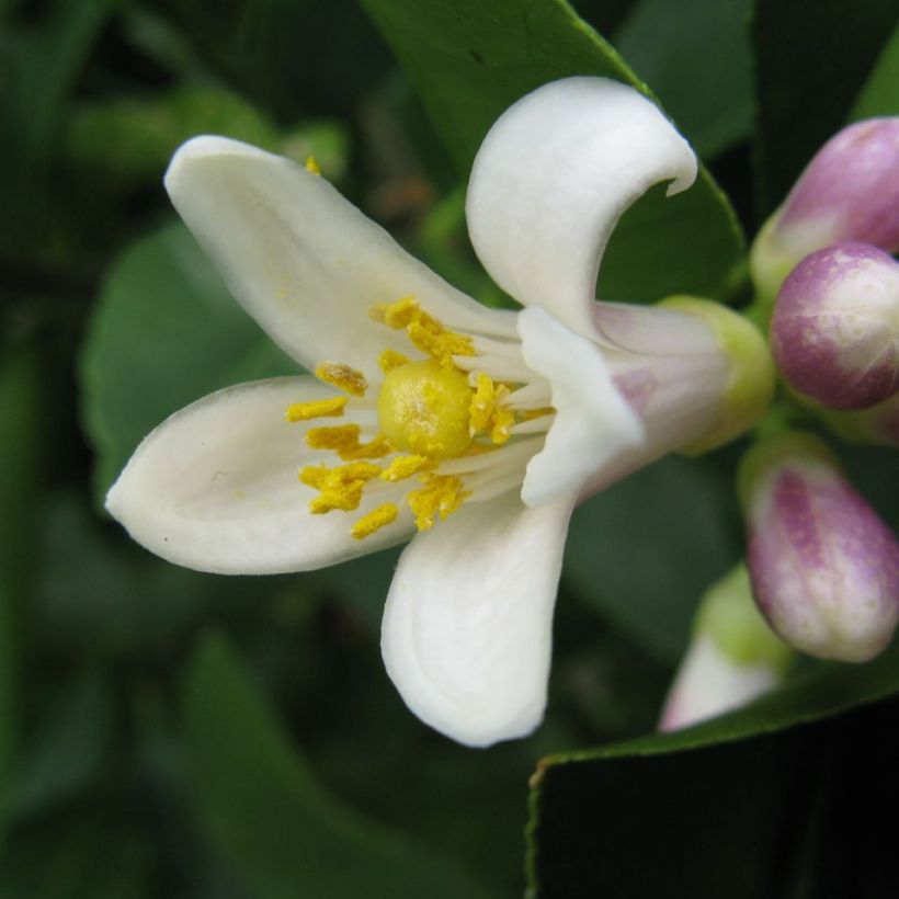 Limonero de Meyer (Floración)