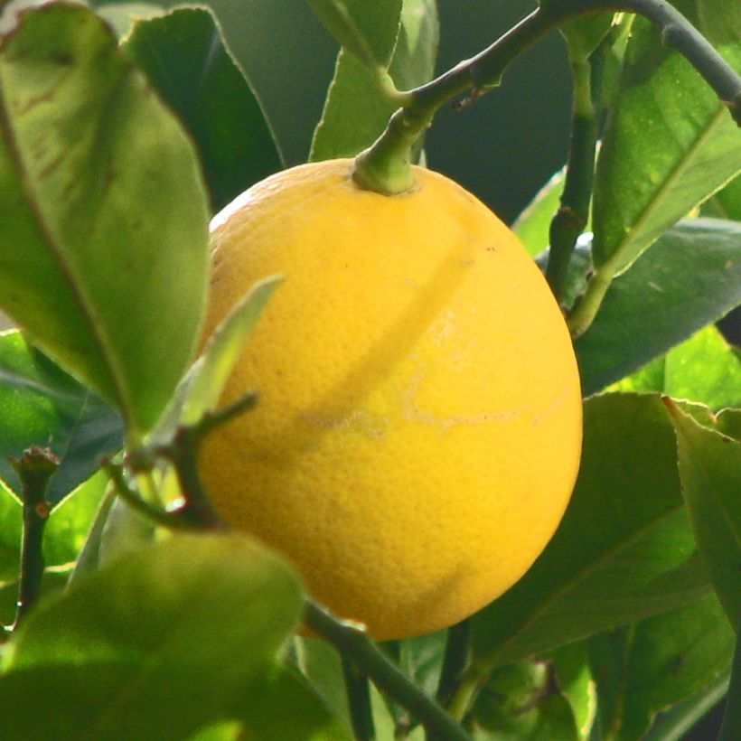 Limonero de Meyer (Cosecha)