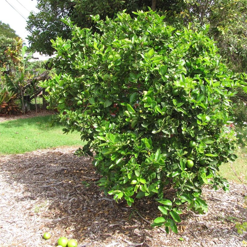 Limón persa - Citrus latifolia (Porte)