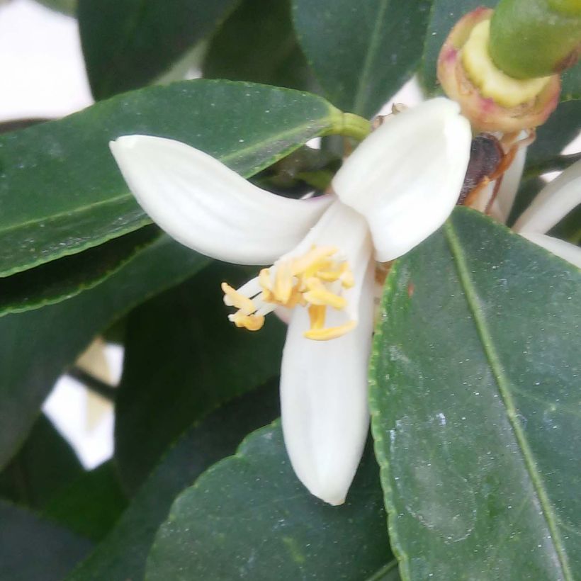 Limonero Femminello Incappucciato - Citrus limon (Floración)