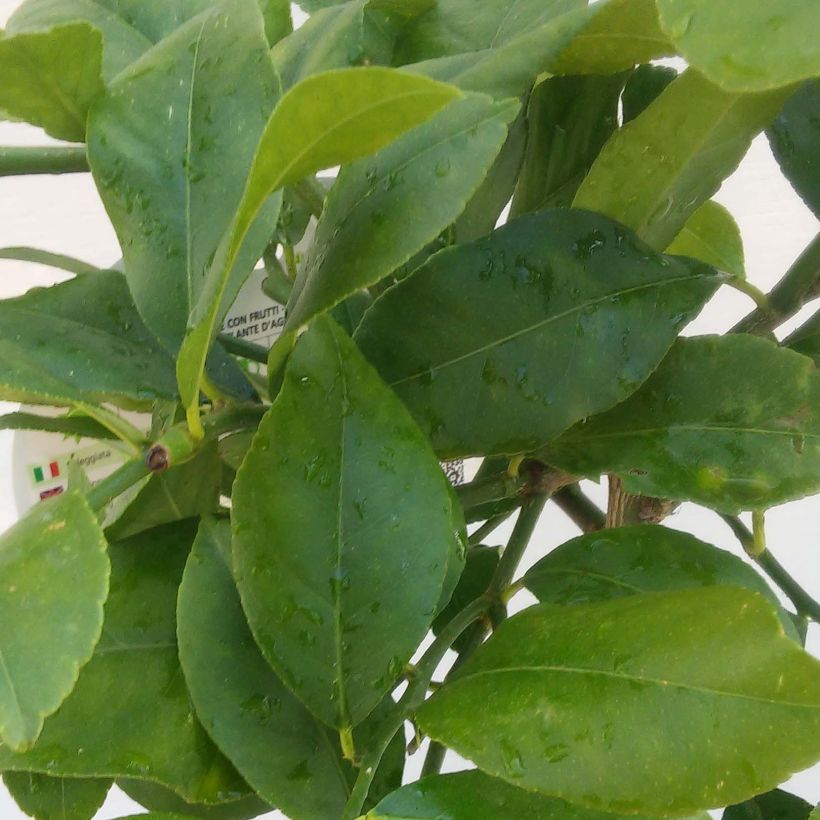 Limonero Femminello Siracusano - Citrus limon (Follaje)