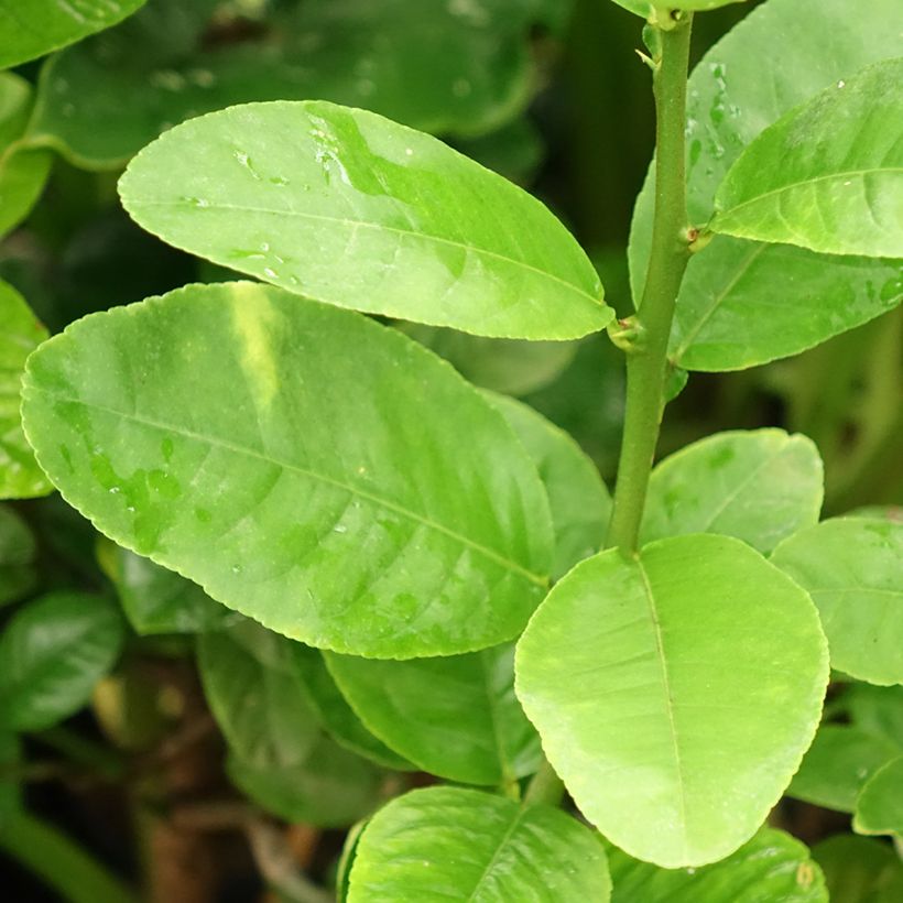 Cidro Maxima - Citrus medica (Follaje)