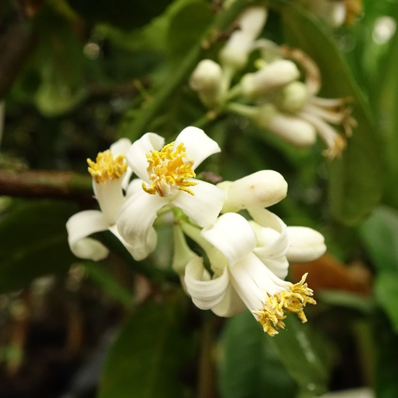 Cidro Maxima - Citrus medica (Floración)