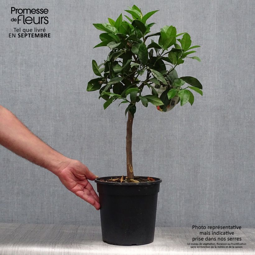 Ejemplar de Citrus medica Pigmentata - Cédrat hybride Pot de 4L/5L entregado en otoño