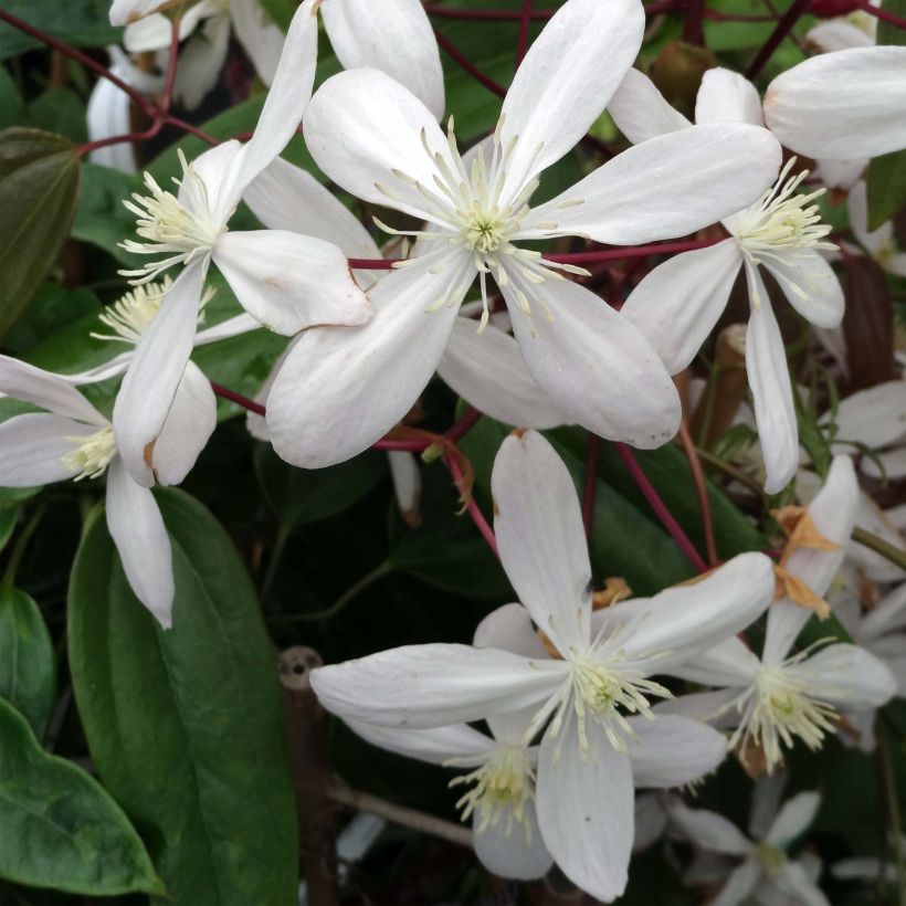 Clematis armandii Hendersonii Rubra - Clemátide de Armand (Floración)