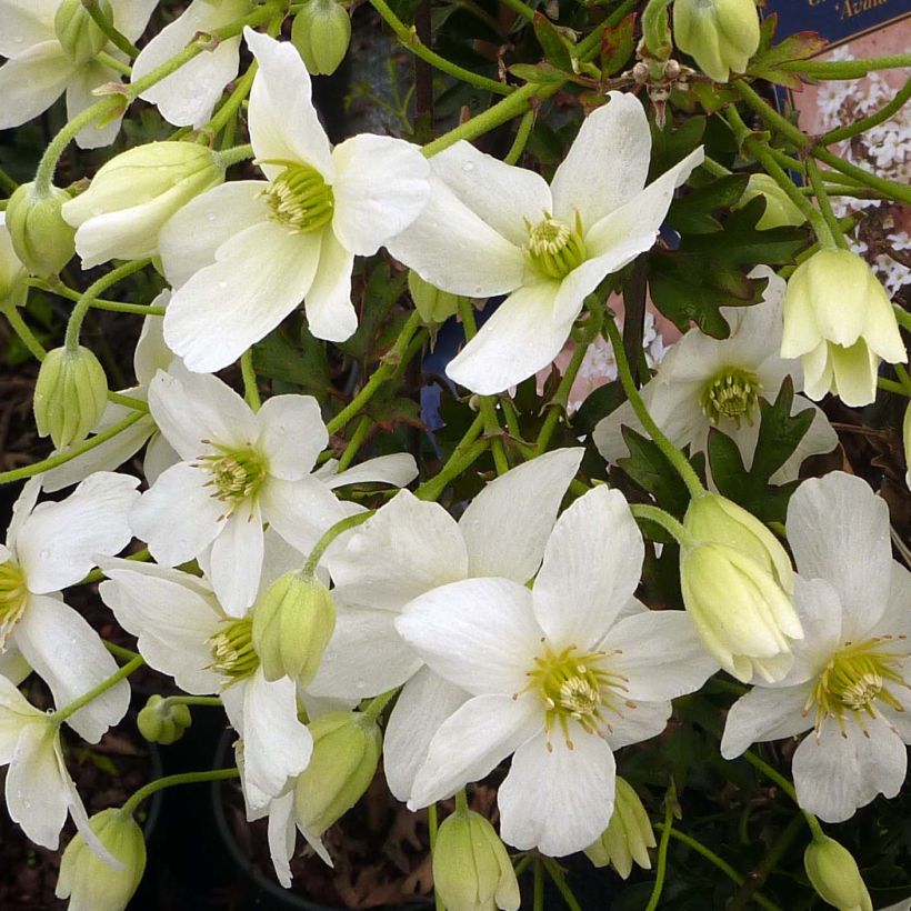 Clematis Avalanche (Floración)