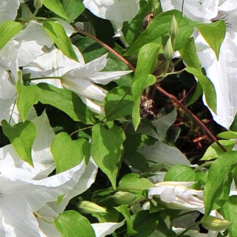 Clematis Beautiful Bride (Follaje)