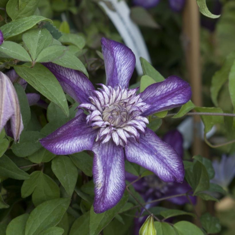 Clematis florida Cassis (Floración)