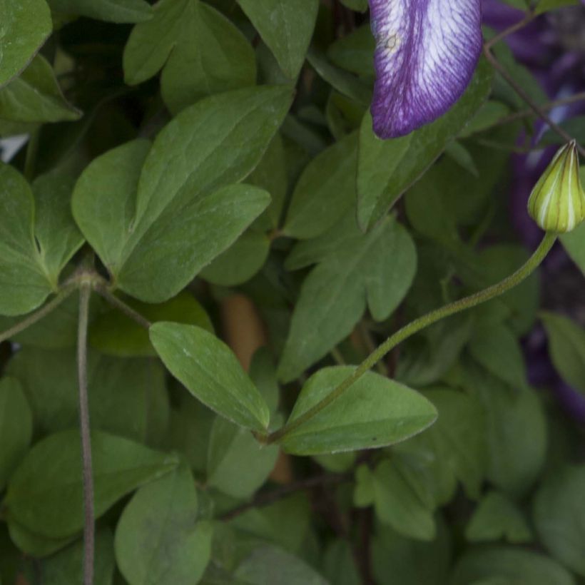 Clematis florida Cassis (Follaje)