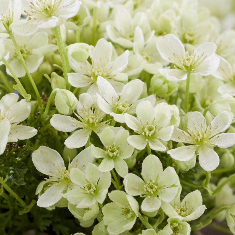 Clematis Emerald Dream (Floración)