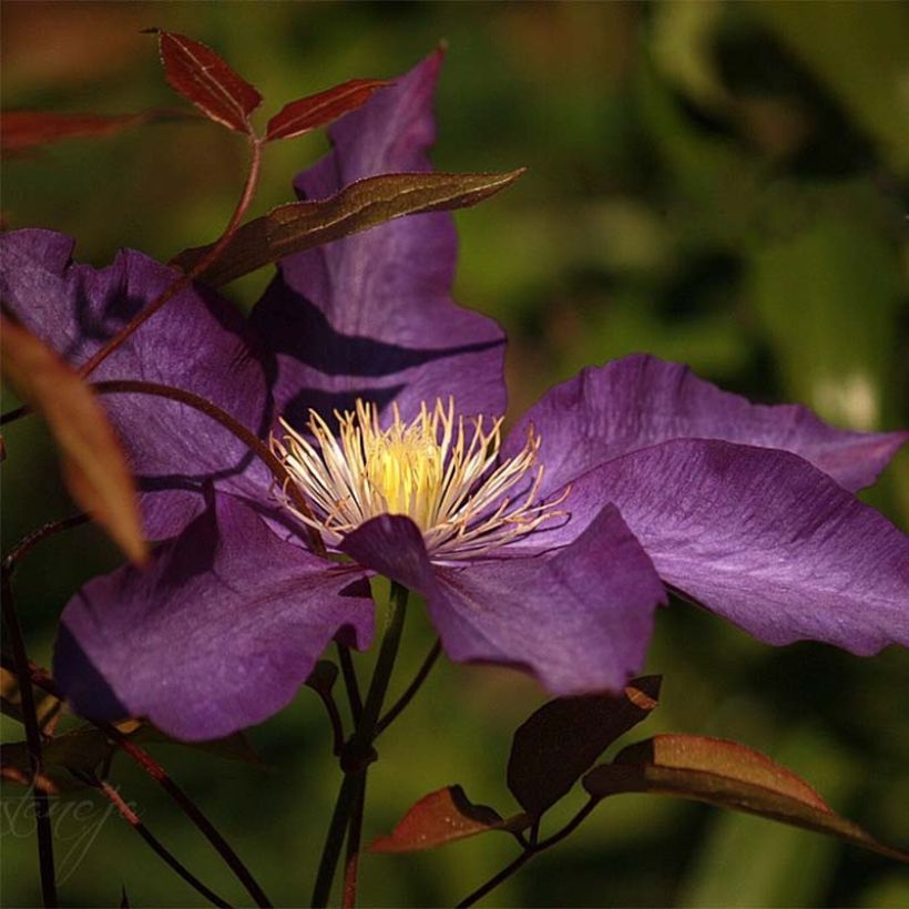 Clematis Gipsy Queen (Floración)