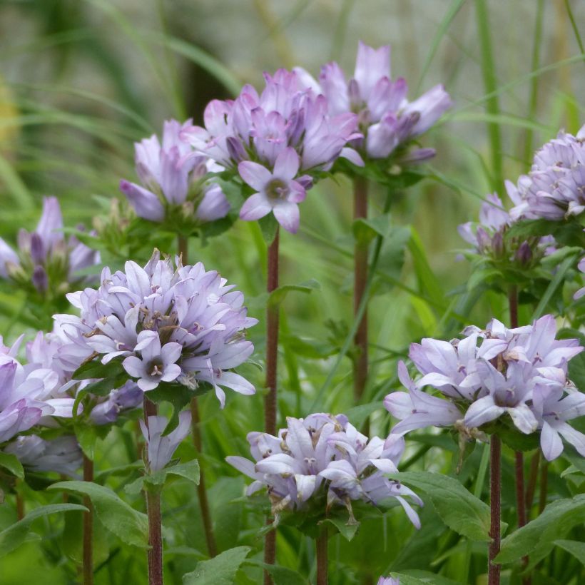 Campanula glomerata Caroline (Floración)